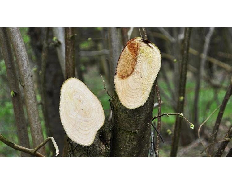 GreenTec LRS 1402 GRENSAV Ring for et godt tilbud