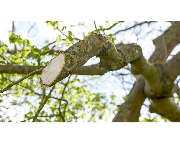 GreenTec HXF 3302 Hegnsklipper på 240 cm