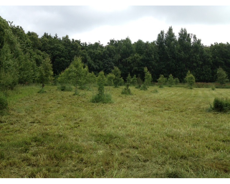 - - - KUNZ Rough cut AMERIKANSK KVALITET